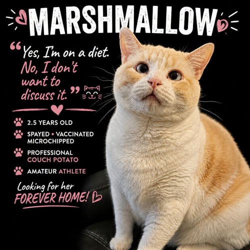 MARSHMALLOW - Siamese / Domestic Short Hair for adoption in Omaha