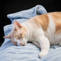 Marshmallow - Photo 3