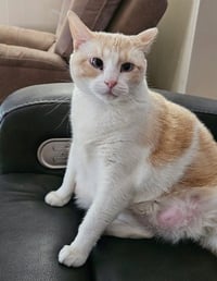 Marshmallow - Photo 2