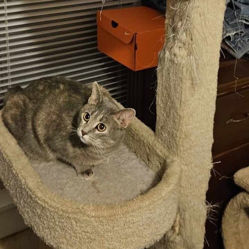 C.J. -- DF - Domestic Short Hair for adoption in Omaha