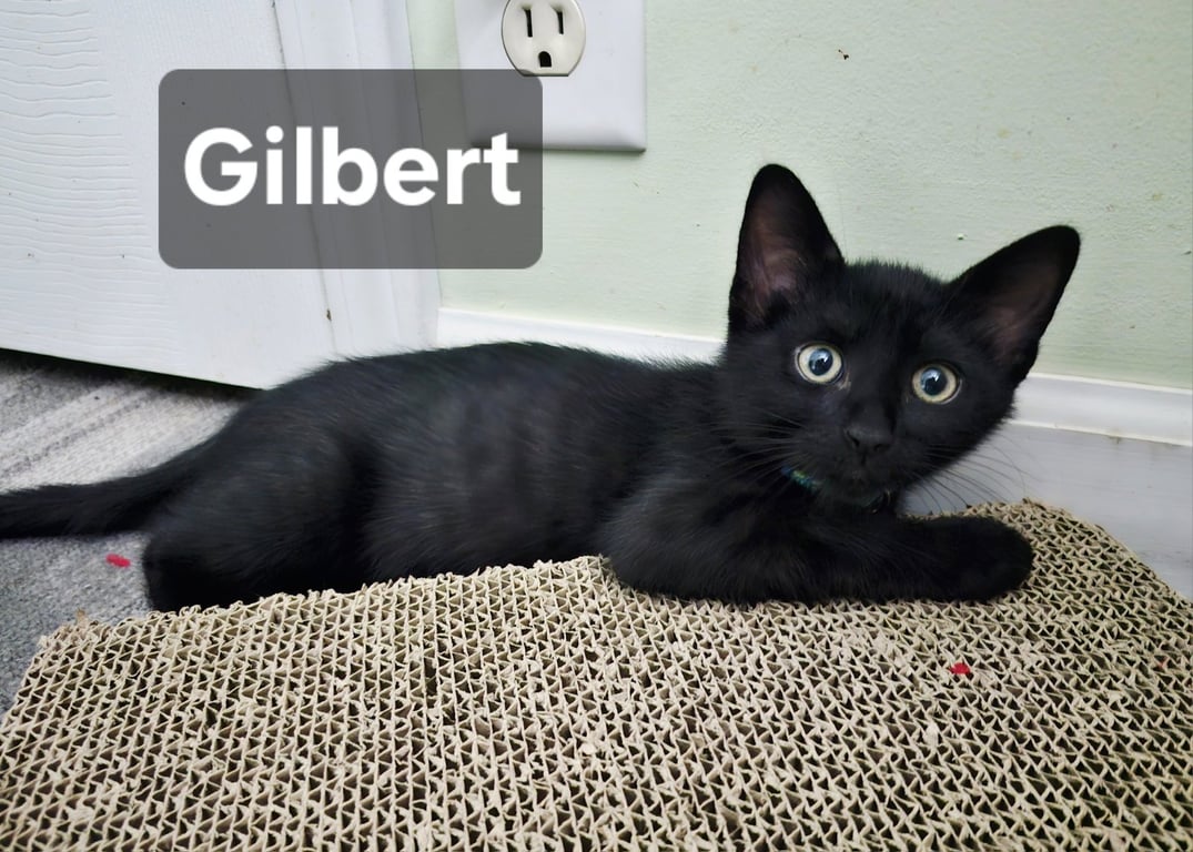 Gilbert Image