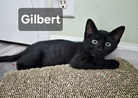 Gilbert - Photo 1