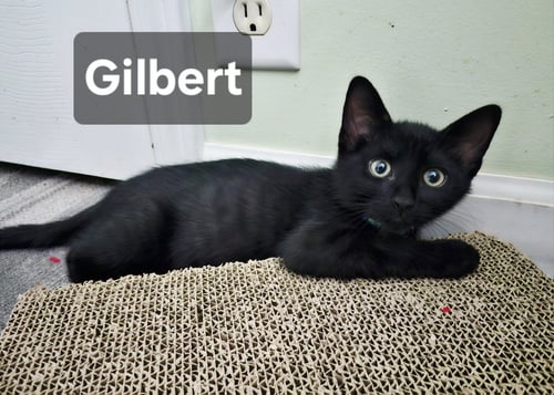 GILBERT - Domestic Short Hair for adoption in Omaha