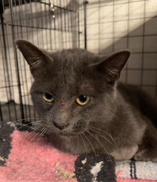 JASPER- JM - Domestic Short Hair for adoption in Omaha
