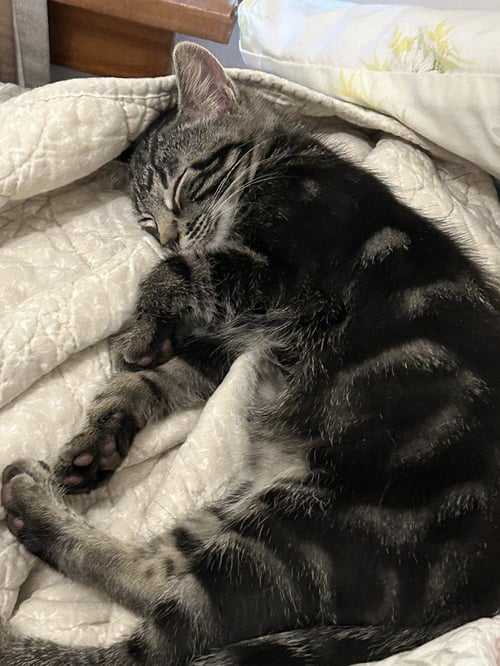 LORENZO