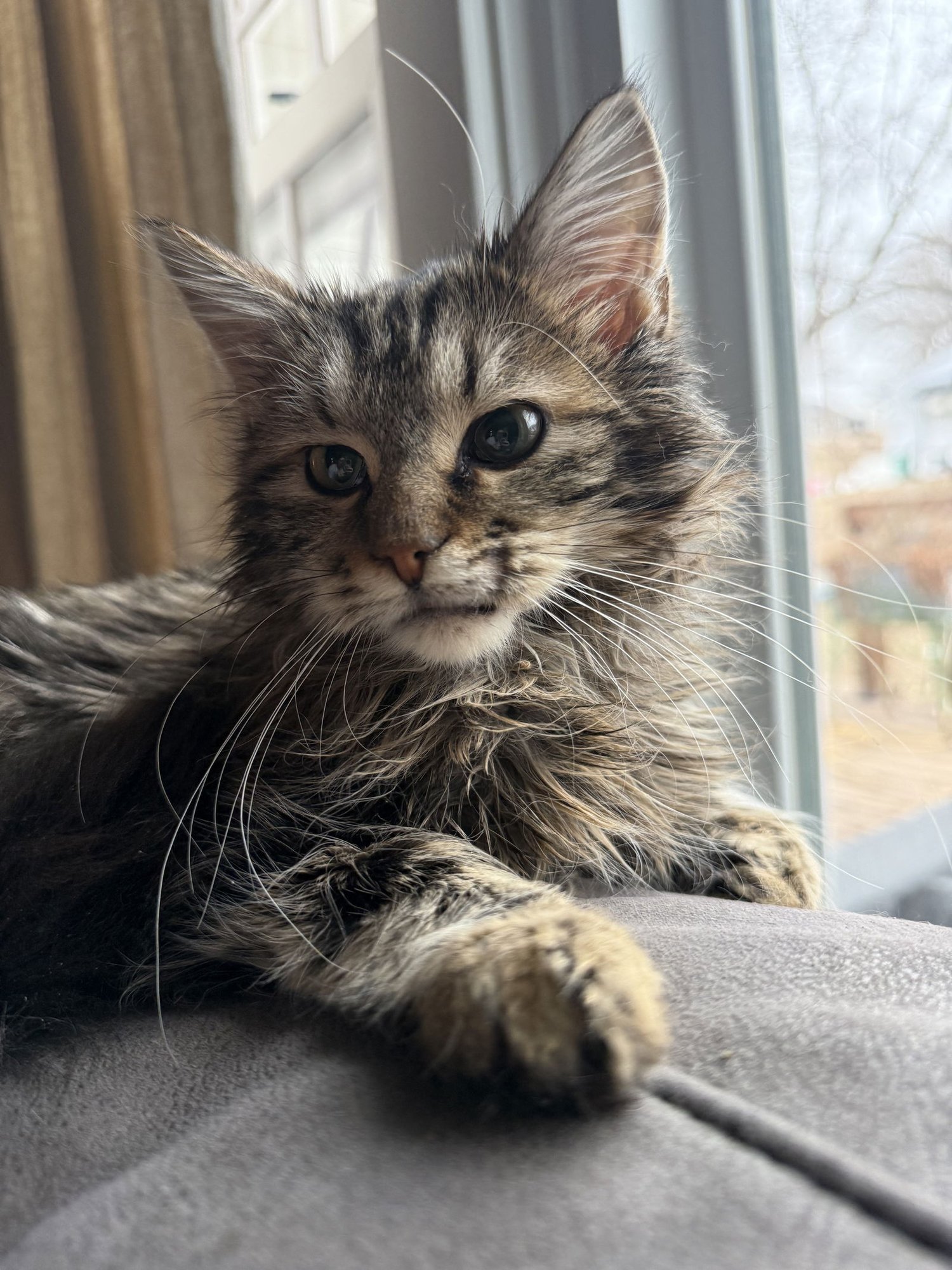 JACK - JM - Domestic Medium Hair available for adoption