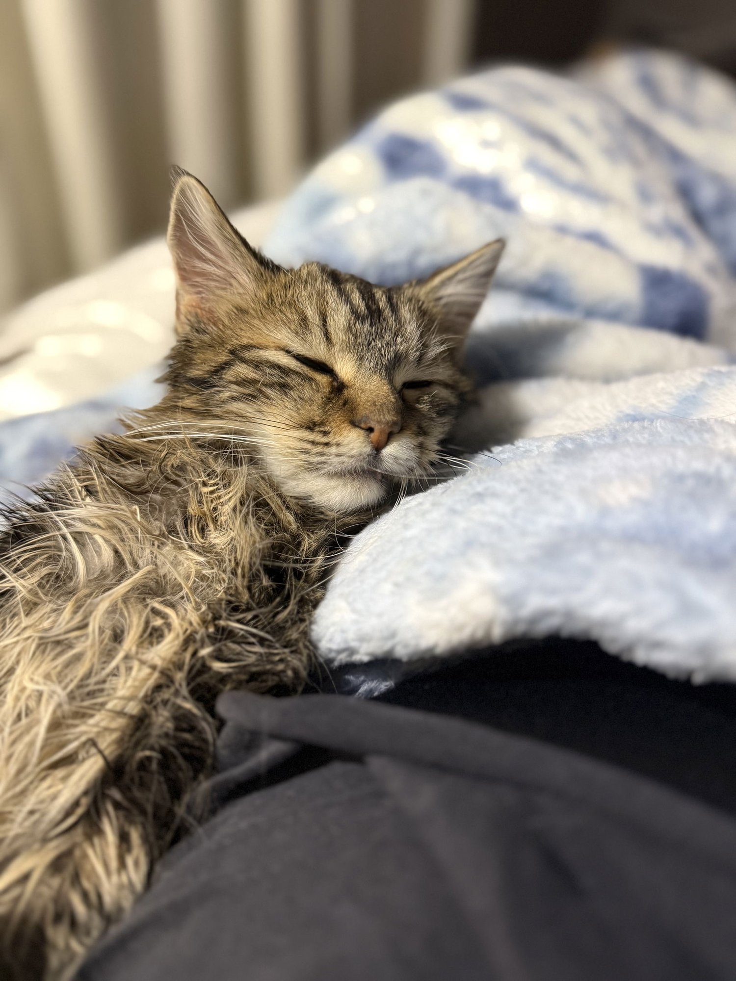 JACK - JM - Domestic Medium Hair available for adoption