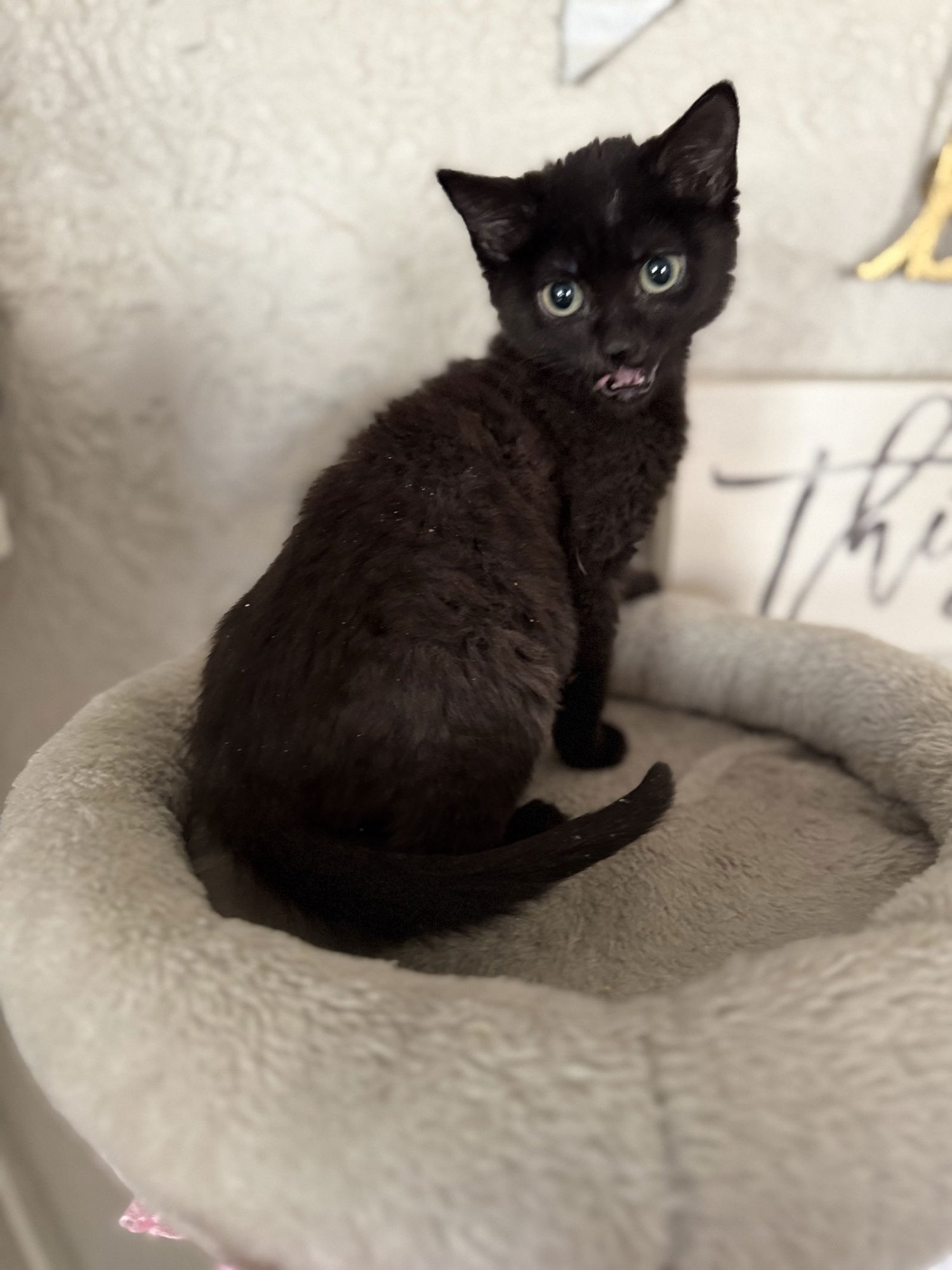 SELENA - JM - Domestic Short Hair available for adoption