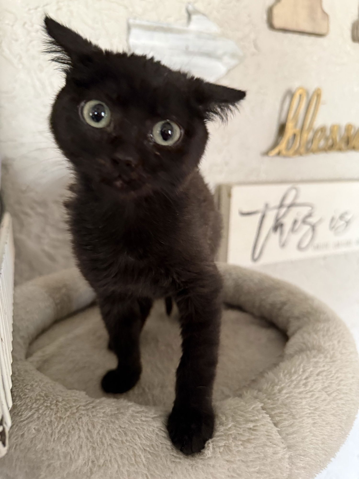 SELENA - JM - Domestic Short Hair available for adoption