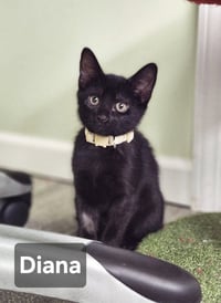 Diana - Photo 1