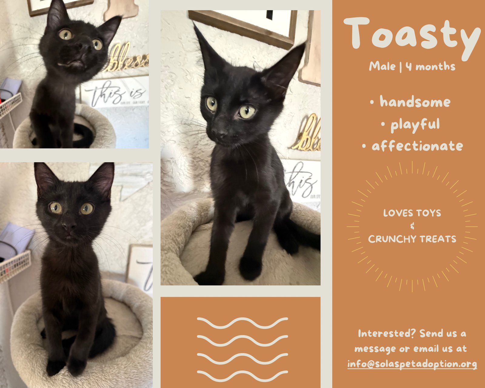 TOASTY - JM - Domestic Short Hair available for adoption