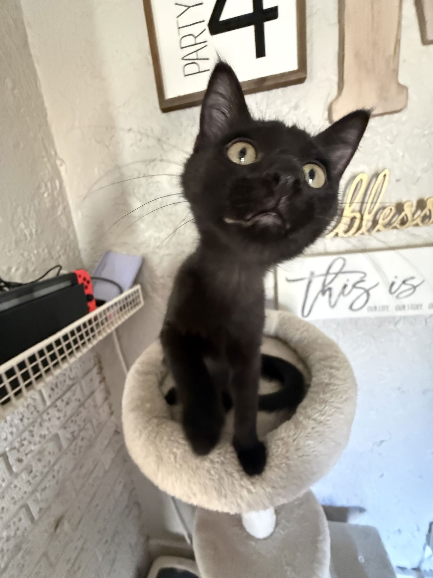 Toasty - JM - Photo 3