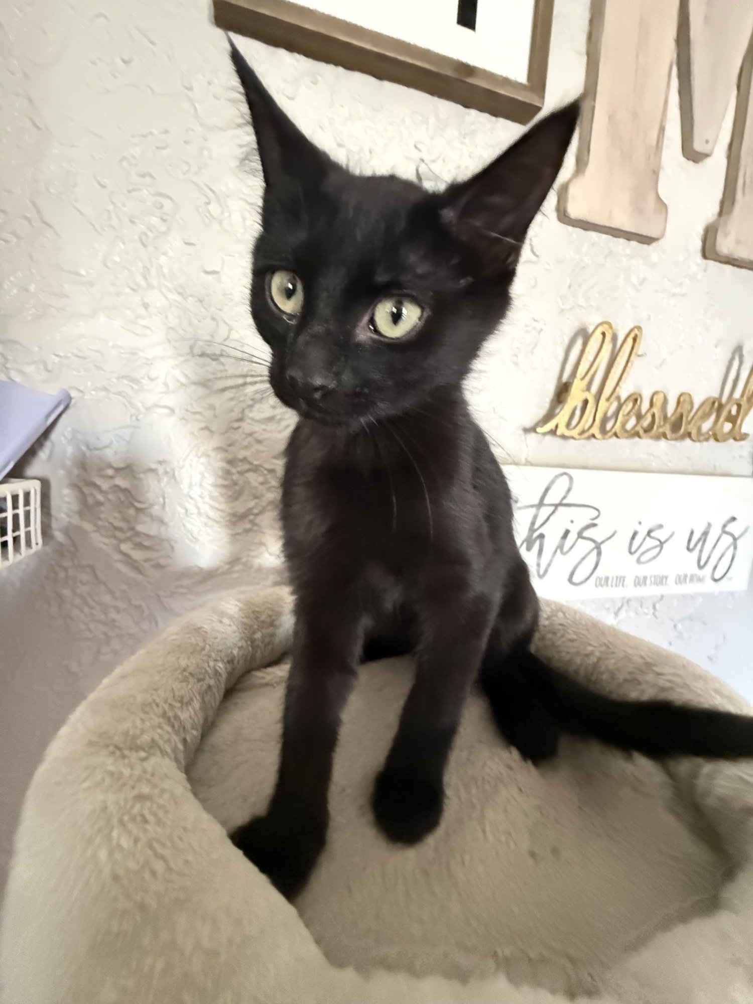 Toasty - JM - Photo 4