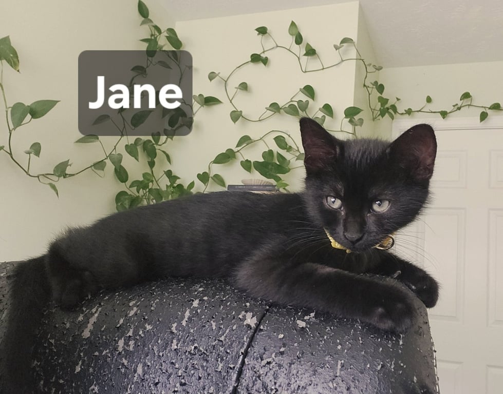Jane Image