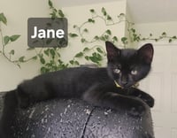 Jane - Photo 1