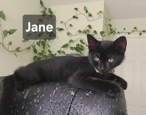 JANE - Domestic Short Hair for adoption in Omaha