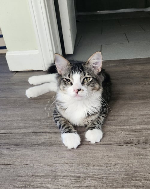 STELLA - Domestic Medium Hair for adoption in Omaha