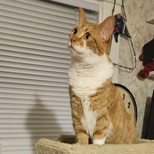 HENNY PENNY DF - Domestic Short Hair available for adoption