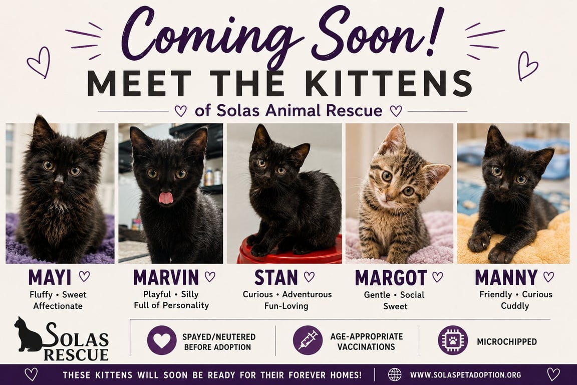 The "M" Kitten crew Image