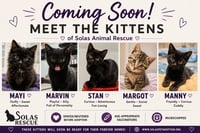 The "M" Kitten crew - Photo 1