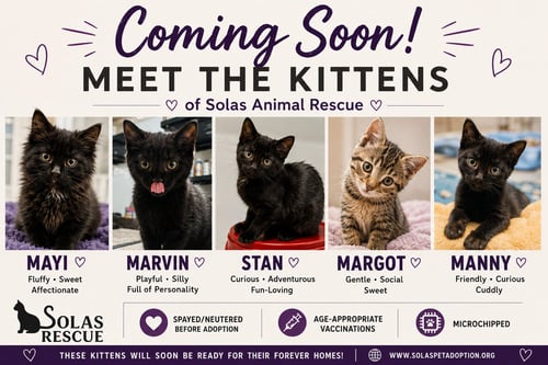 THE "M" KITTEN CREW