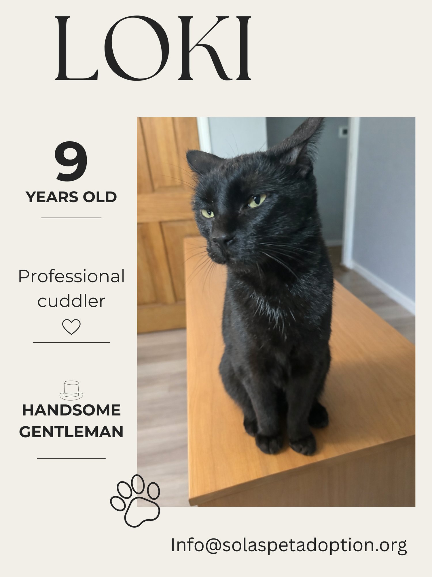 LOKI - TV - Domestic Short Hair available for adoption