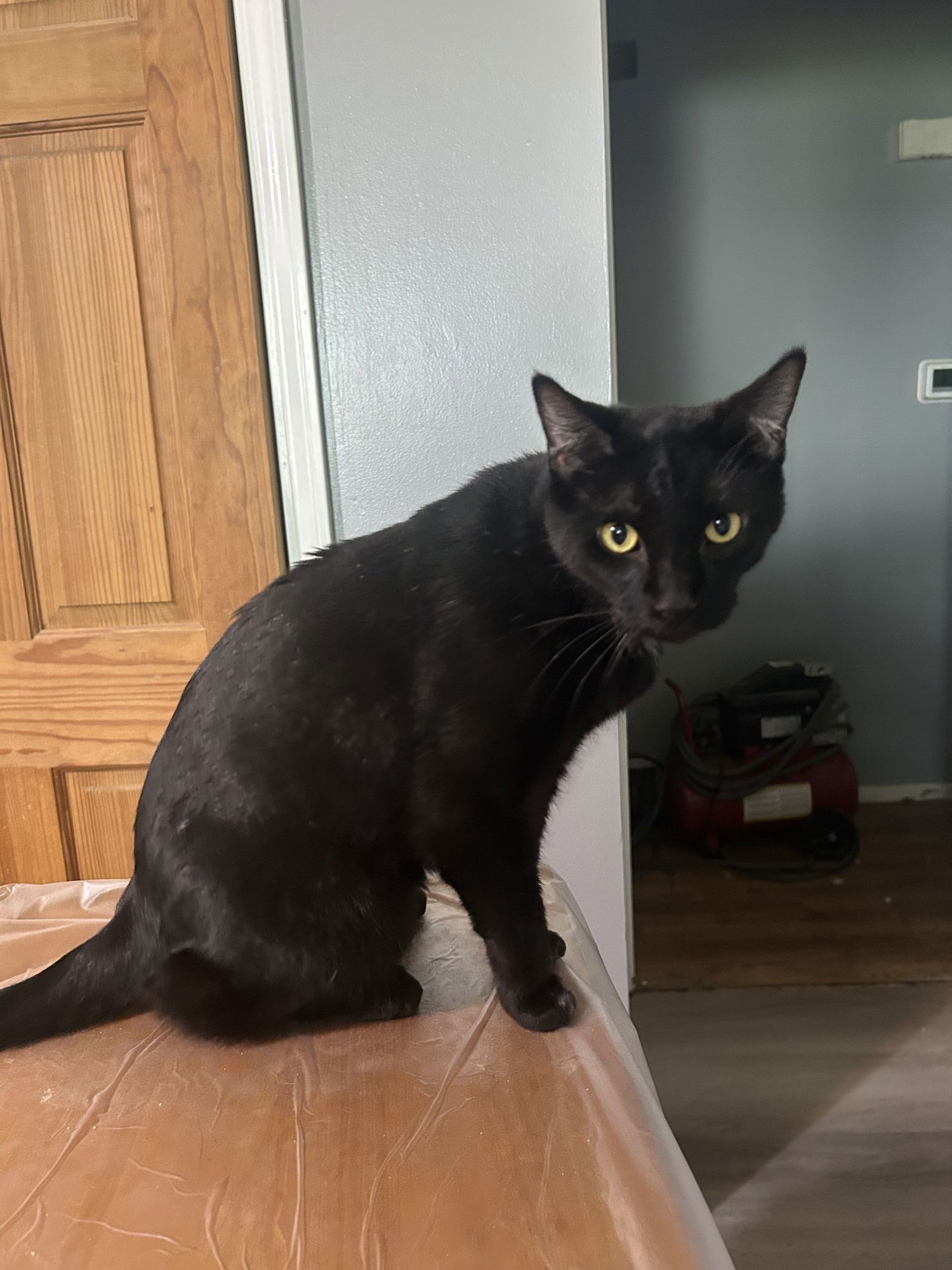 LOKI - TV - Domestic Short Hair available for adoption