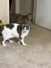 Cleo and Charlie - Photo 1