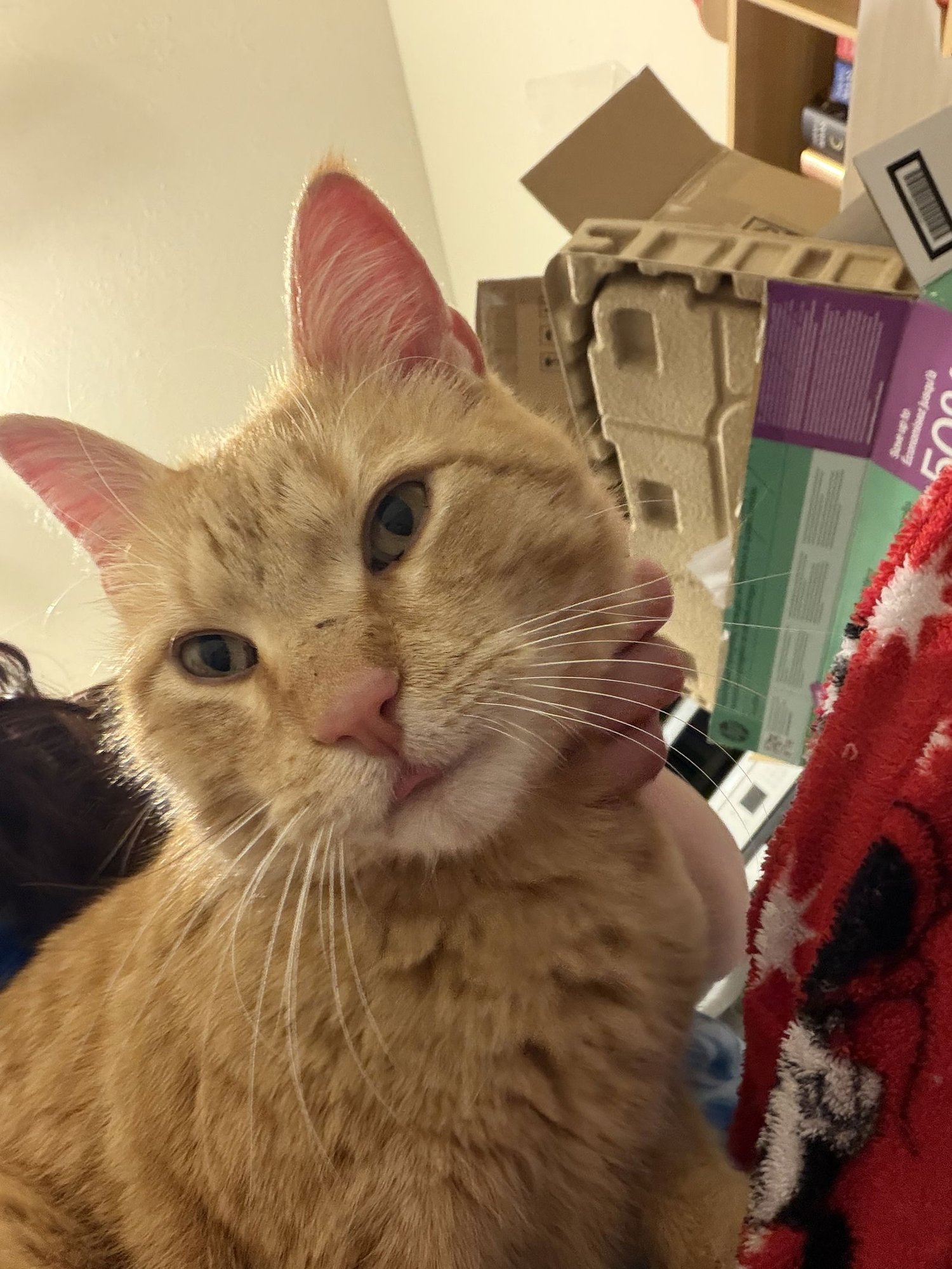 TIGGER - CC - Domestic Short Hair available for adoption