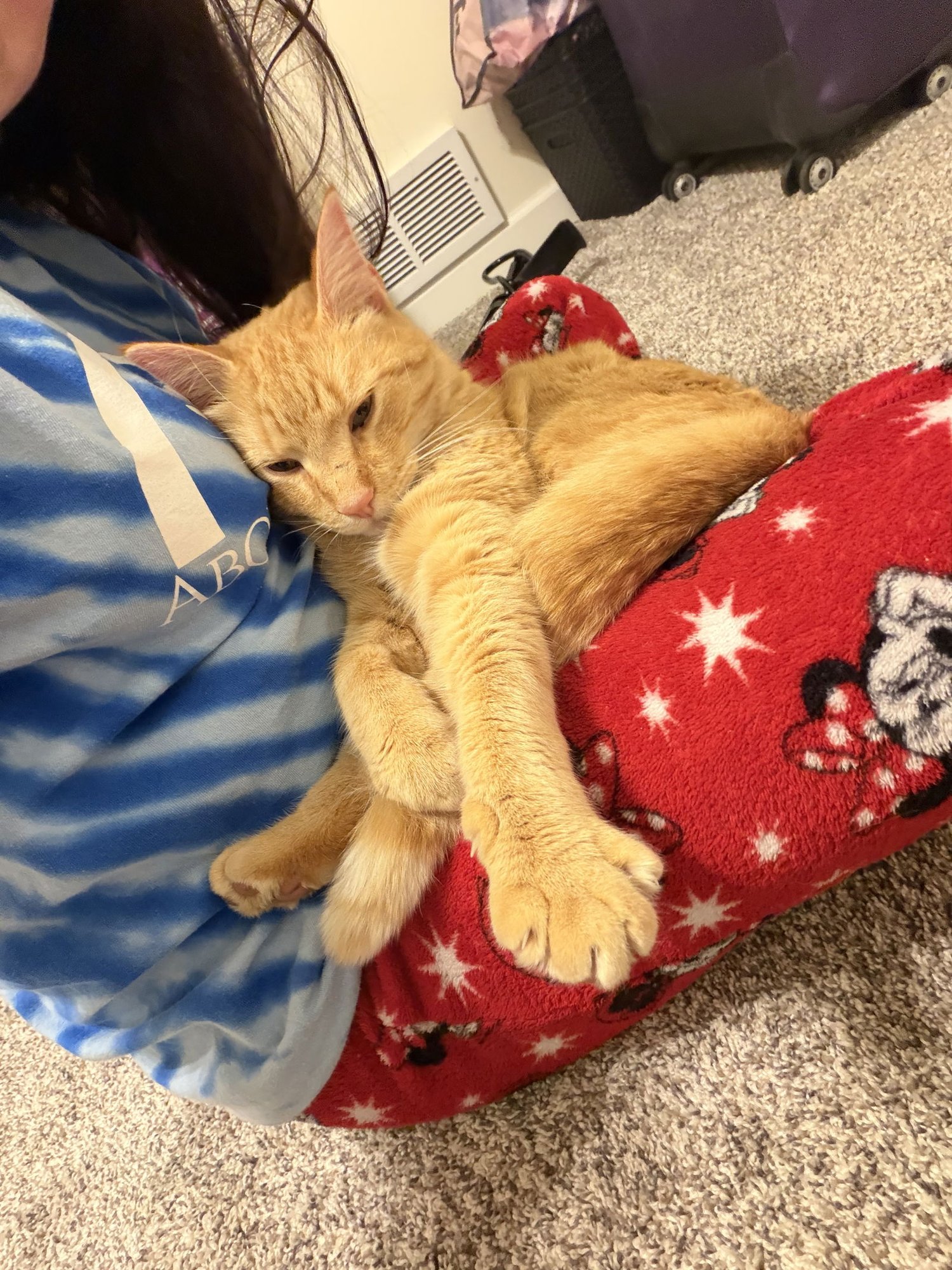 TIGGER - CC - Domestic Short Hair available for adoption