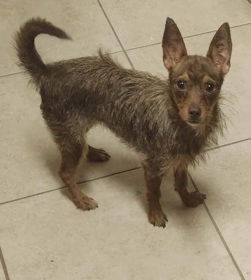PRISSY MOORE - Chihuahua / Yorkshire Terrier Yorkie available for adoption