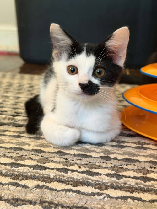 GIDGET C AUSTIN - Domestic Short Hair available for adoption