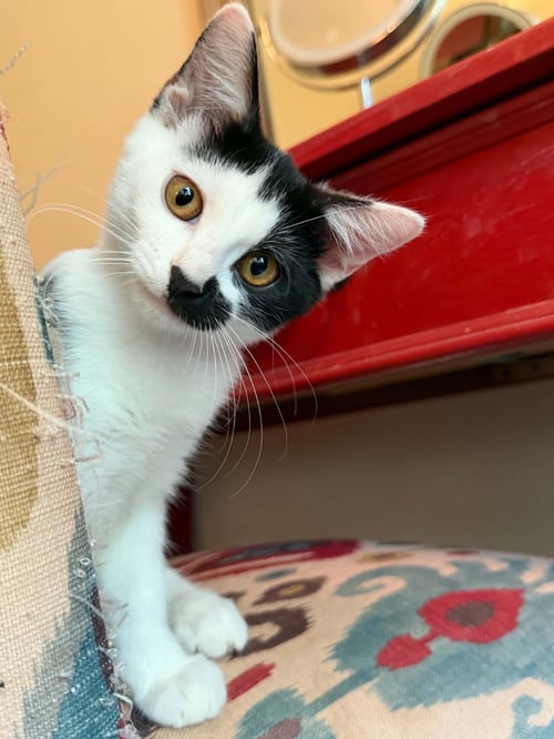 GIDGET C AUSTIN - Domestic Short Hair available for adoption