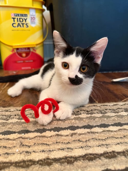 GIDGET C AUSTIN - Domestic Short Hair available for adoption