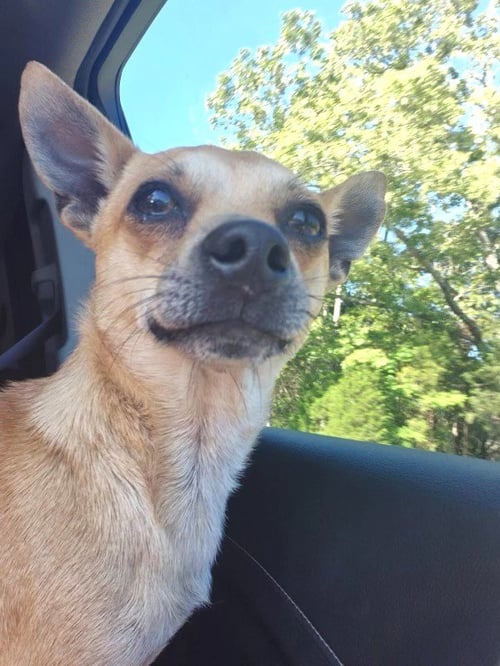 JOEY HADLEY - Chihuahua available for adoption