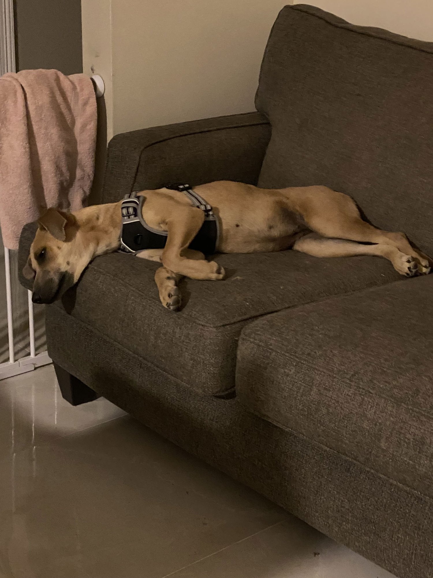 LUNA MARGARITA - Feist available for adoption