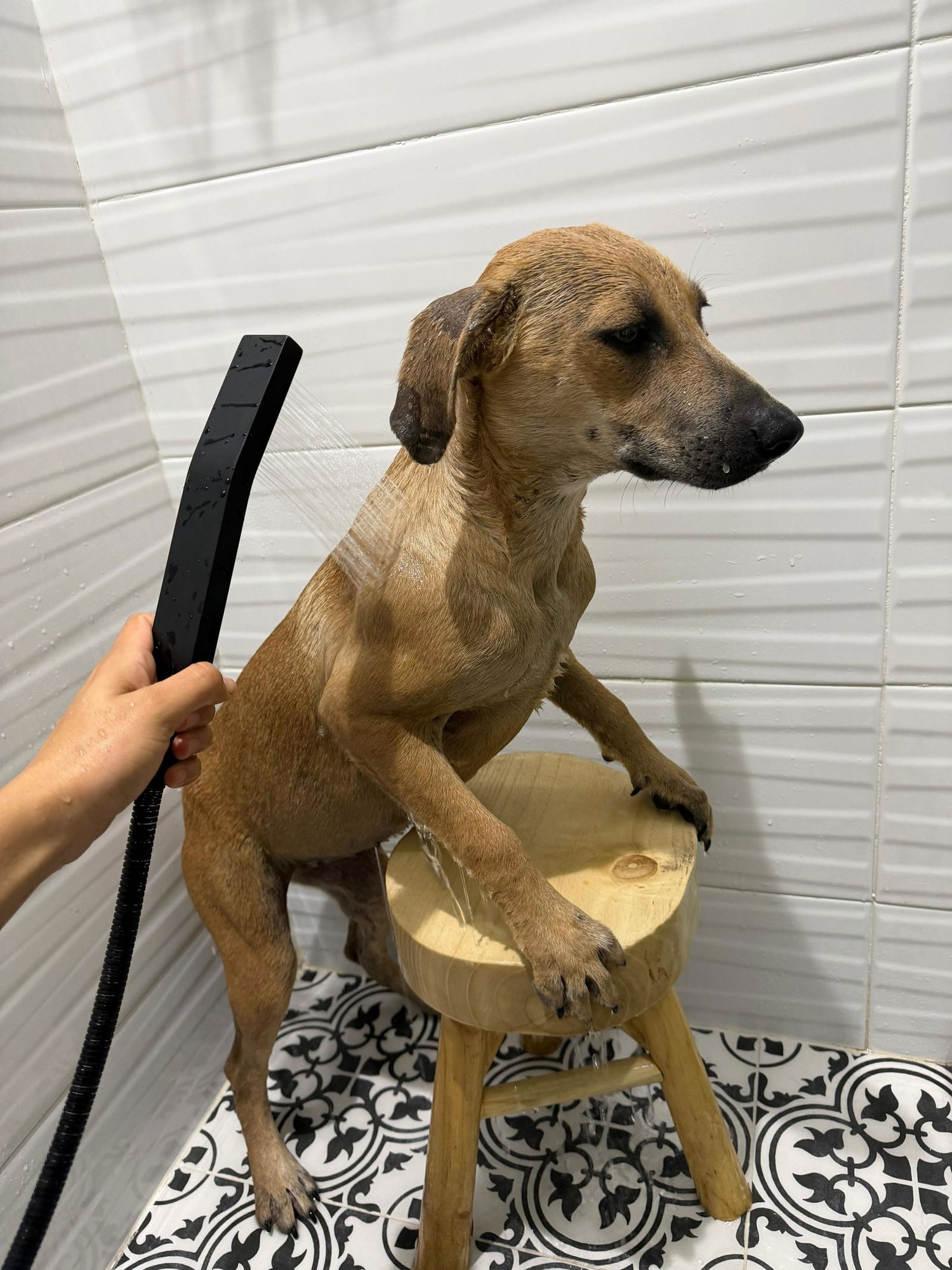 LUNA MARGARITA - Feist available for adoption