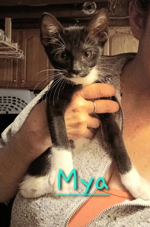 MYA C INGRAM - Domestic Short Hair available for adoption