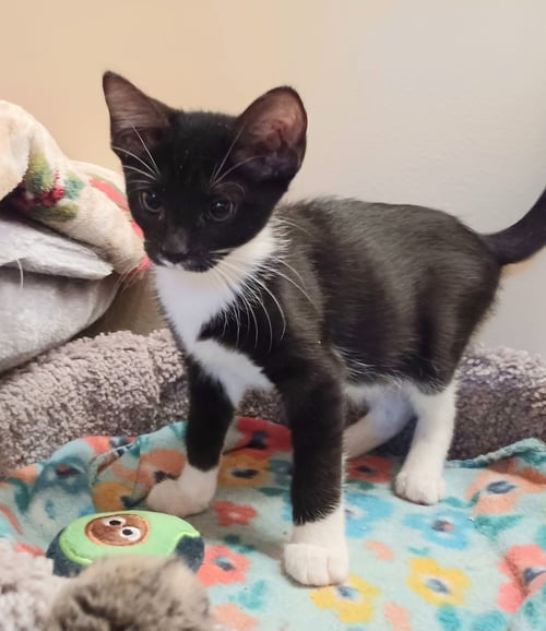 MYA C INGRAM - Domestic Short Hair available for adoption