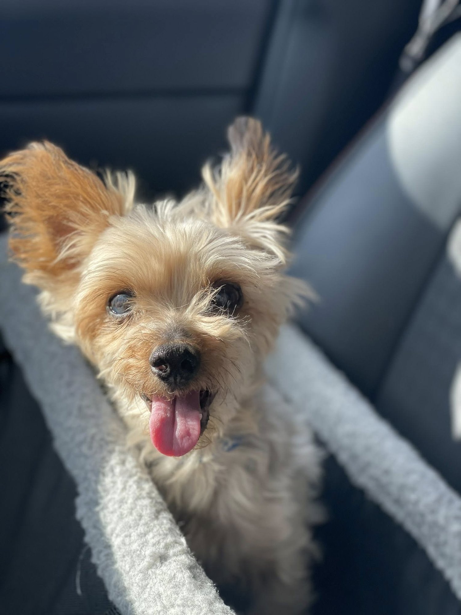 SAWYER NIHILL - Yorkshire Terrier Yorkie available for adoption