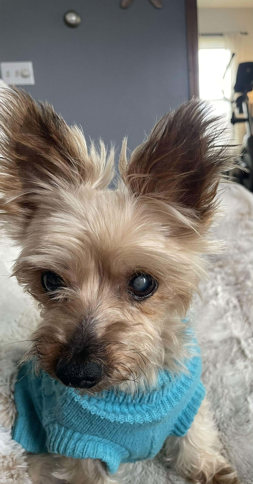SAWYER NIHILL - Yorkshire Terrier Yorkie available for adoption