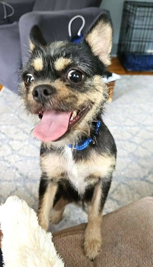 CHANEL MOORE - Brussels Griffon available for adoption