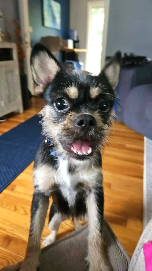 CHANEL MOORE - Brussels Griffon available for adoption