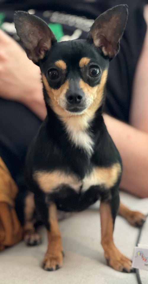 FOXY GATLIN - Chihuahua available for adoption
