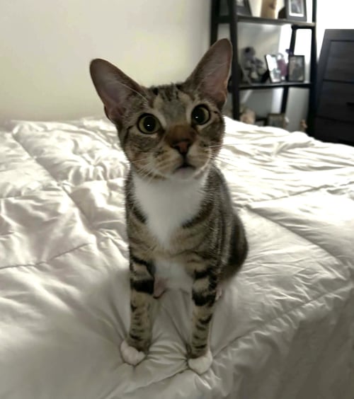 ZOE C KIRK - Tabby / Domestic Short Hair available for adoption