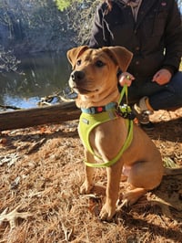Chevy aka Puddles Wood - Photo 14