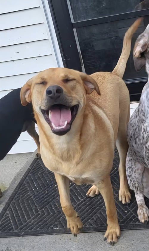 CHEVY AKA PUDDLES WOOD - Catahoula Leopard Dog / Chinese Shar-Pei available for adoption