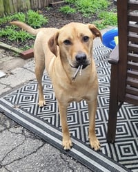 Chevy aka Puddles Wood - Photo 3