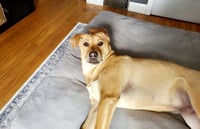 Chevy aka Puddles Wood - Photo 8