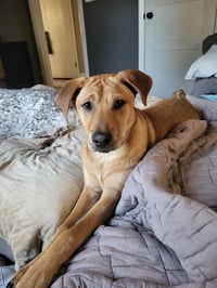 Chevy aka Puddles Wood - Photo 10